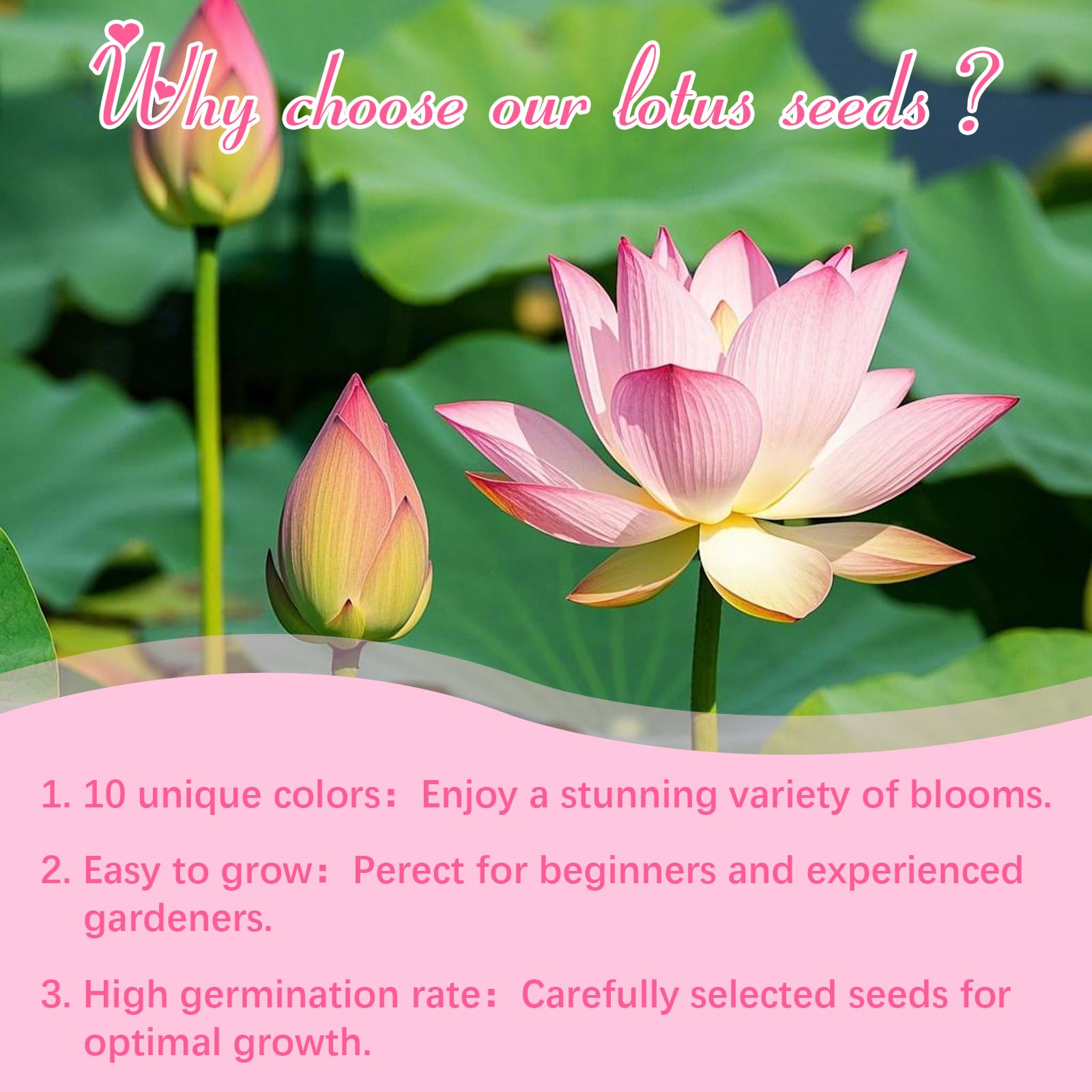 EquSym lotus seeds pond setup demonstrates an ideal habitat for water gardens.