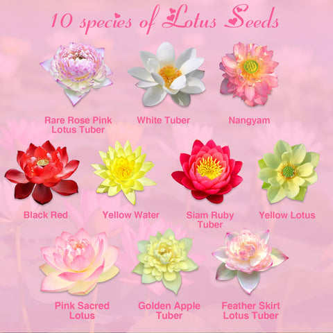 EquSym lotus seeds varieties display showcases colors and shapes for diverse water gardens.