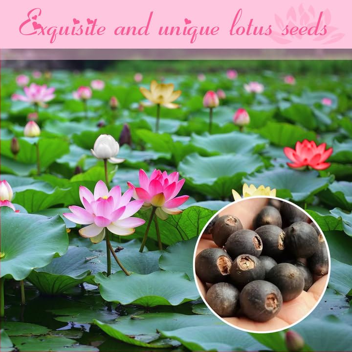 EquSym lotus seeds ideal for water gardens, ponds, and containers.