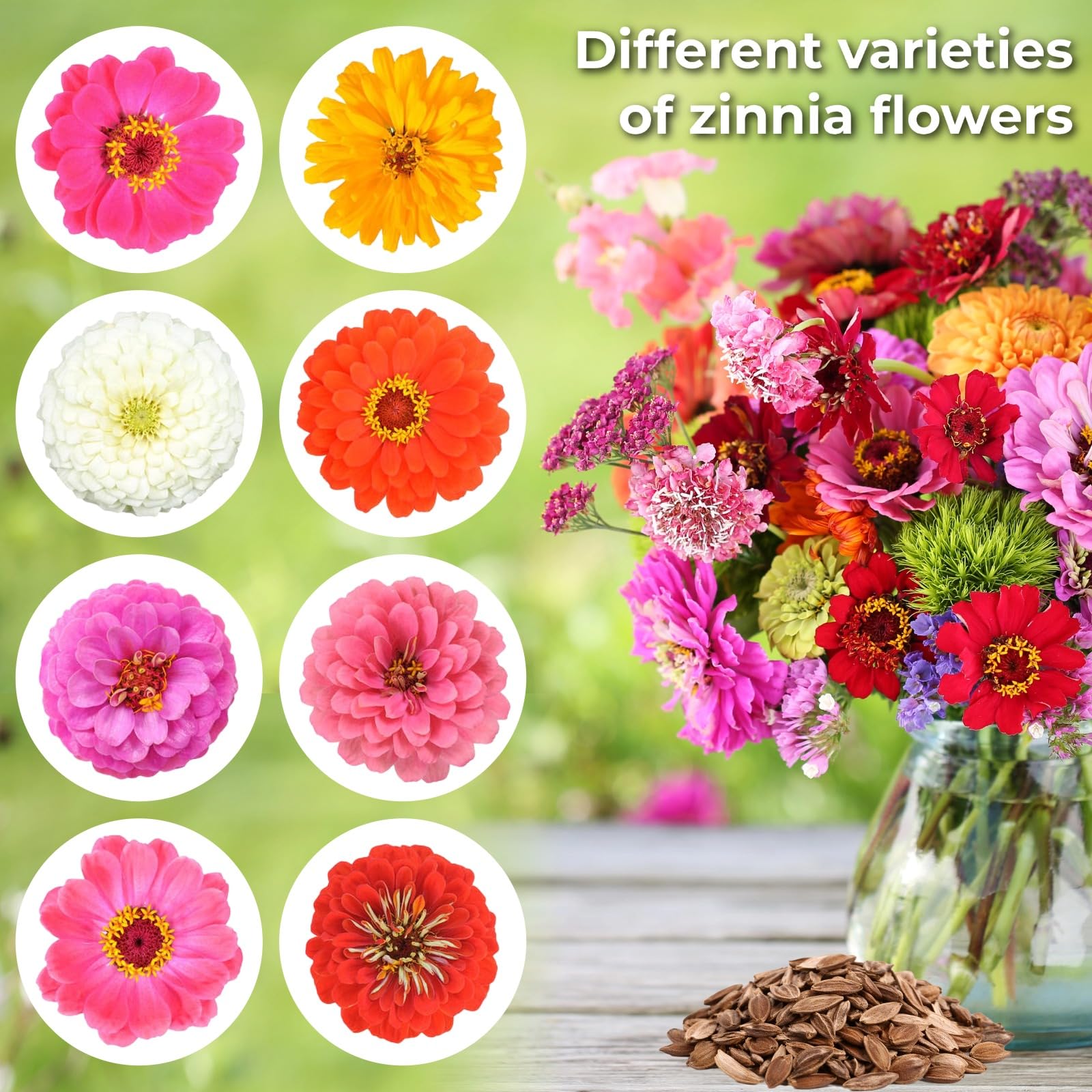 EquSym multi-purpose zinnia seeds ideal for containers and borders
