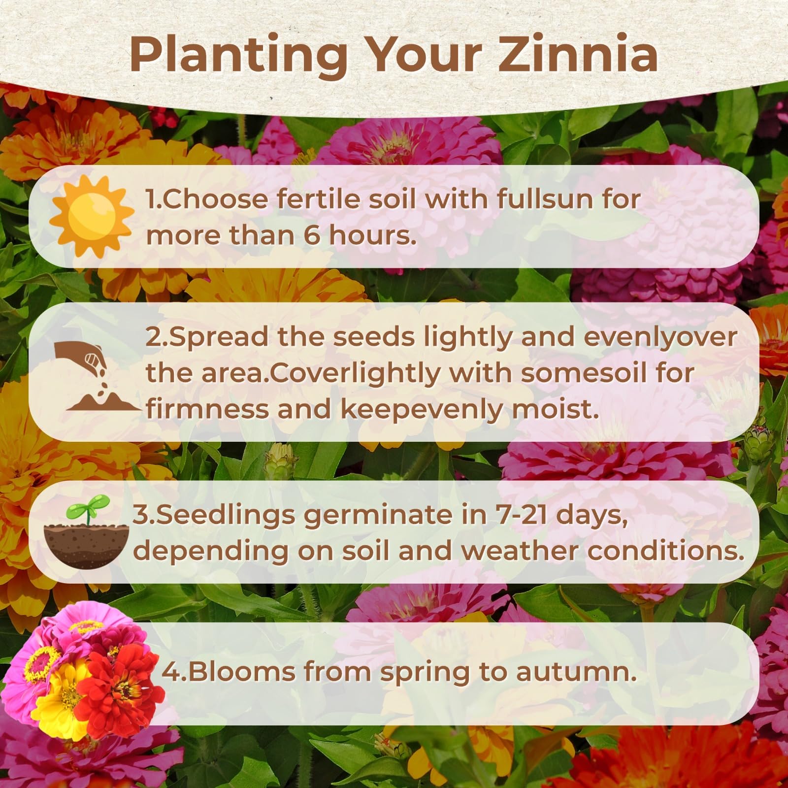 EquSym vibrant mixed colors zinnia blooms for cut flowers