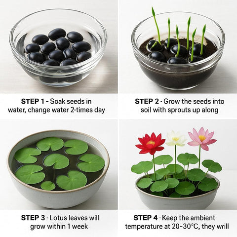 EquSym seeds ideal for water gardens or ponds, enhancing serenity and natural beauty.