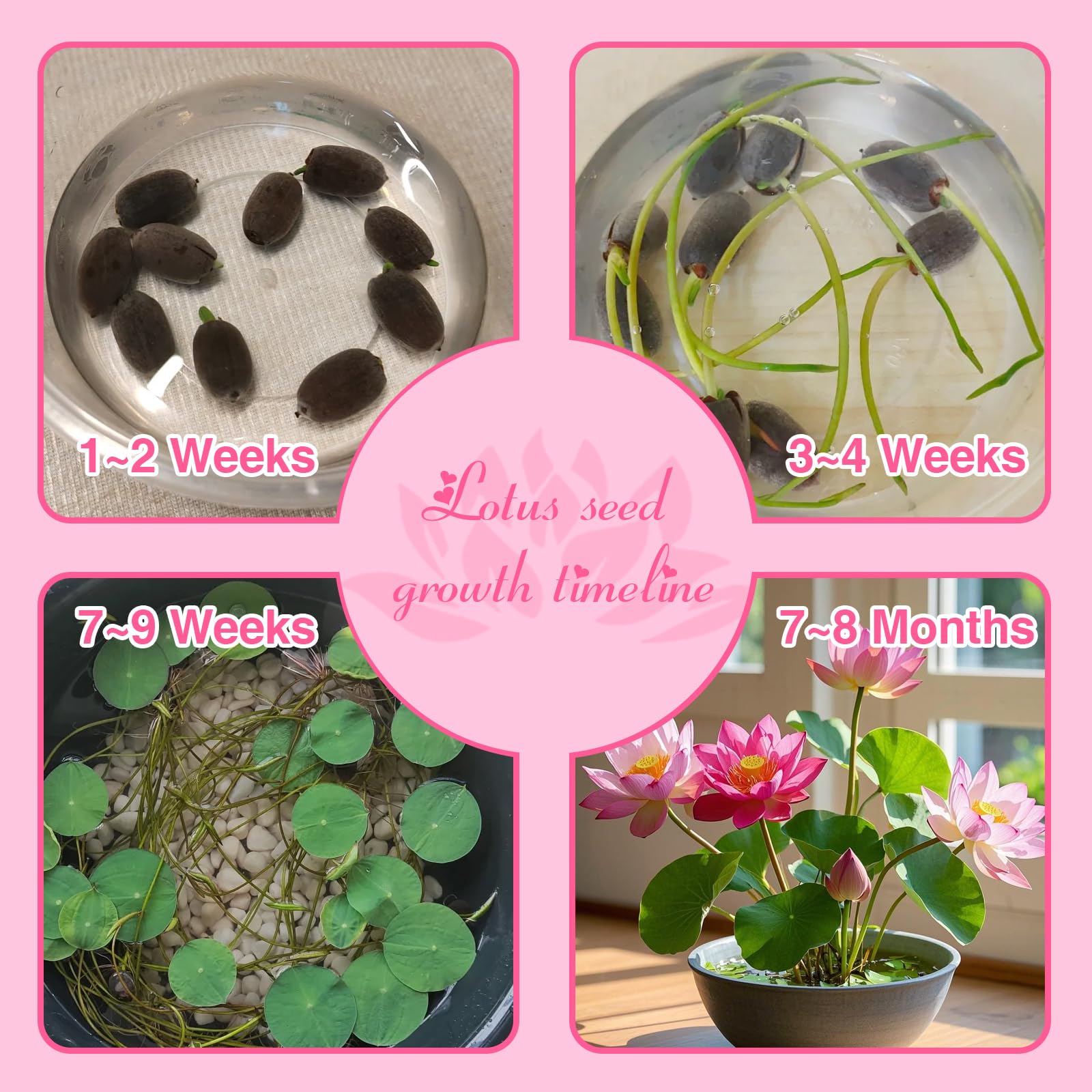 EquSym water garden showcase presents serene natural beauty with blooming lotus colors.