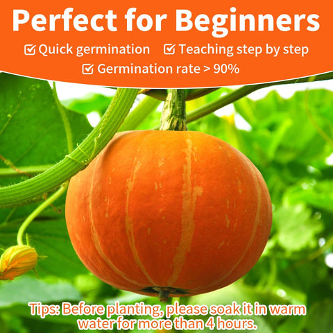 EquSym seeds image showing heirloom varieties for home-grown pumpkins and baking.