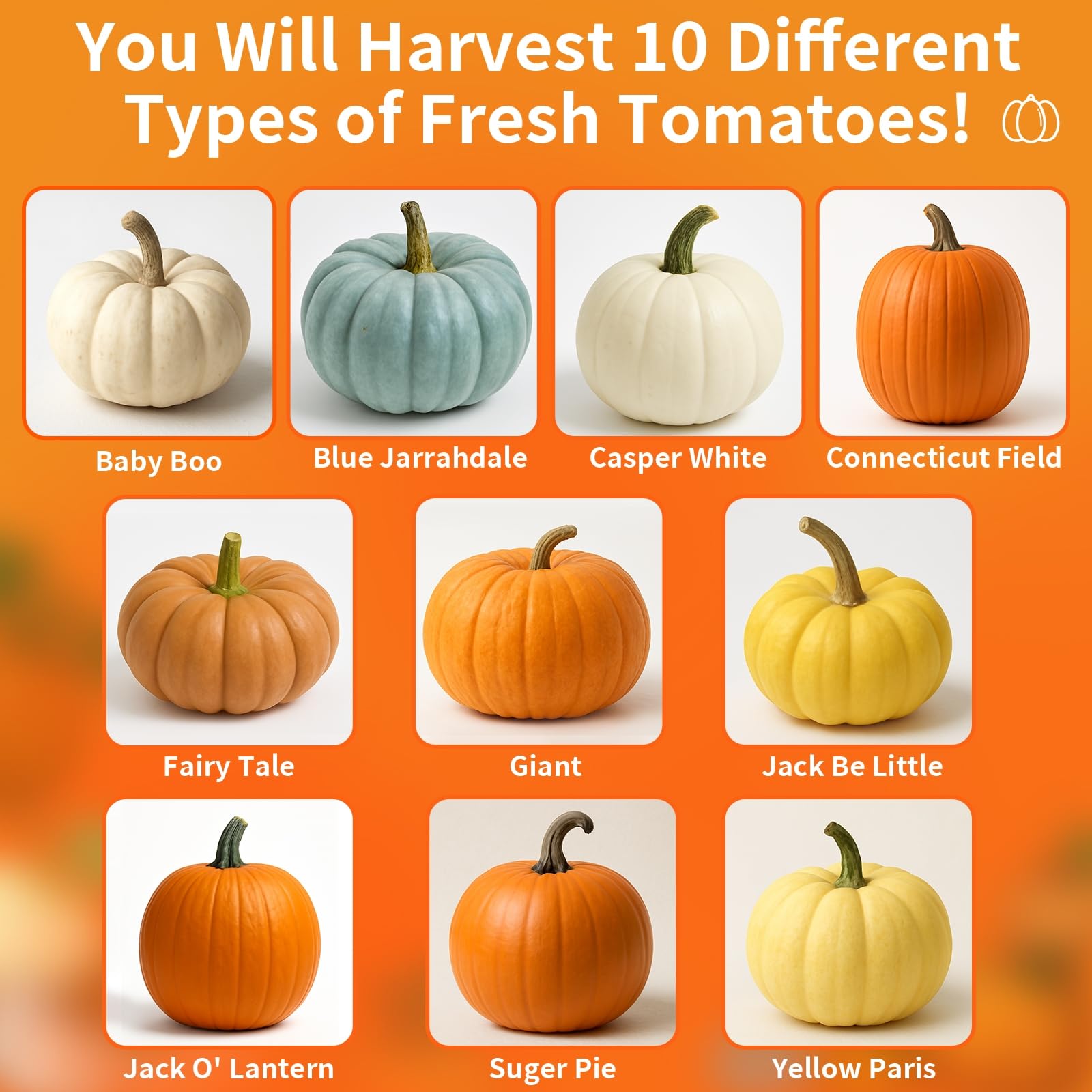 EquSym 10-variety mix image showcasing seeds ready to sprout into pumpkin plants.