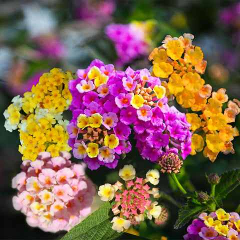 EquSym lantana long-bloom season keeps outdoor areas lively.