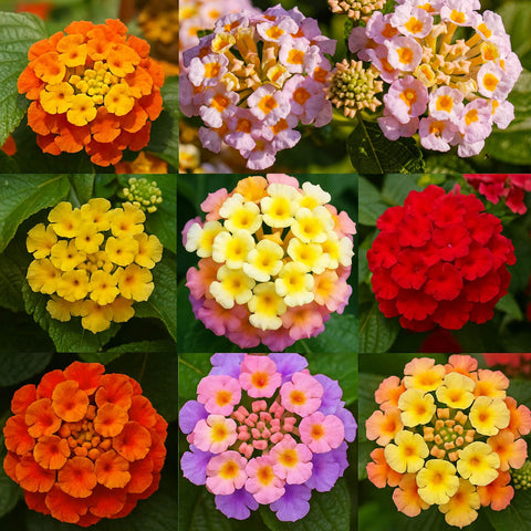 EquSym lantana seeds pack sparks colorful garden projects and seasonal color.