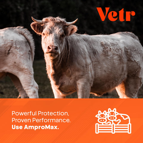 Equine Prime Ampromax drench measure enables precise cattle dosing.