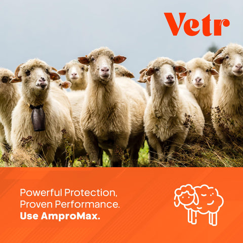 Equine Prime Ampromax drinking-water mix supports convenient on-farm use.