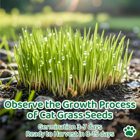 EquSym ready-to-snack cat grass for curious indoor cats.