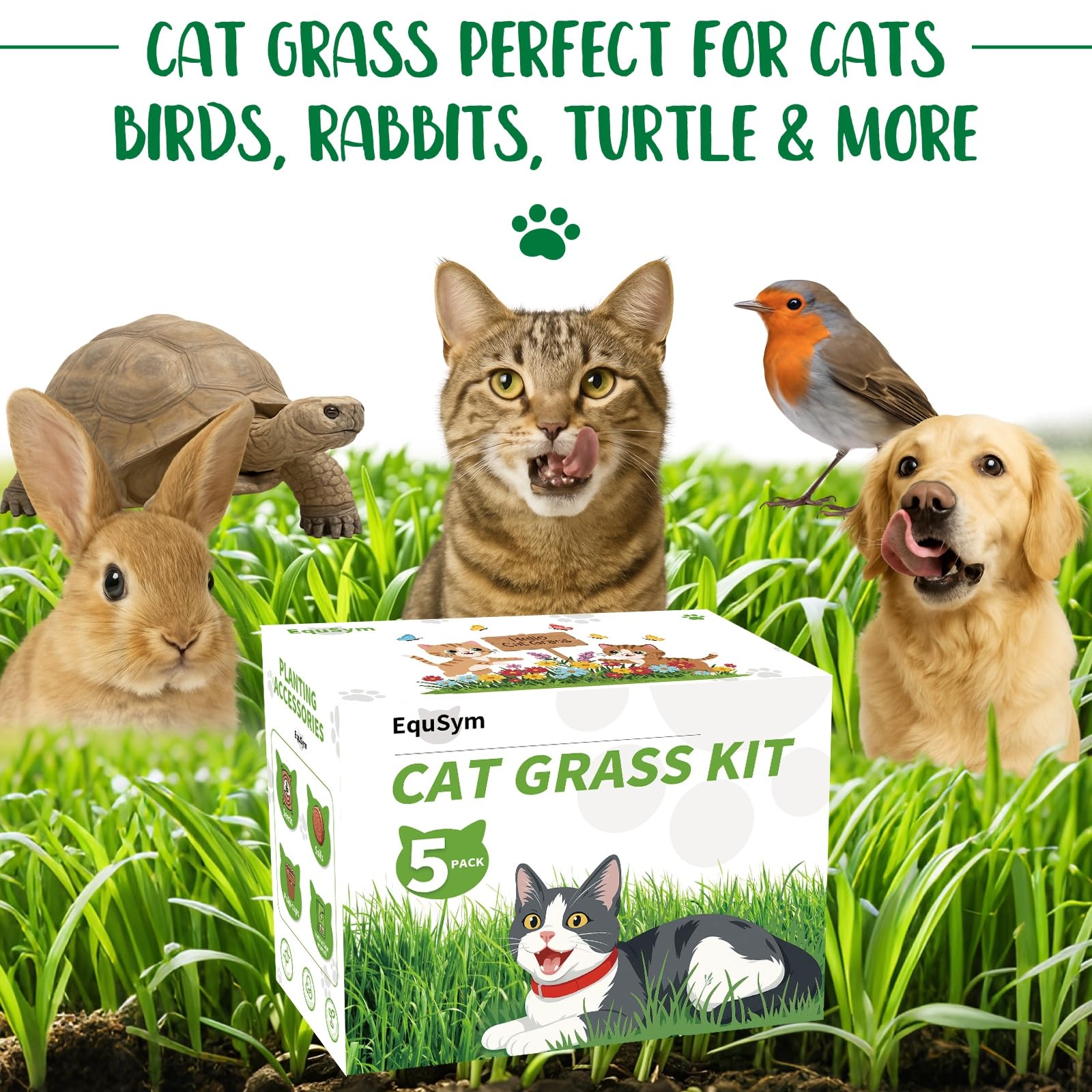 EquSym cat grass starts growing in cups for indoor use.
