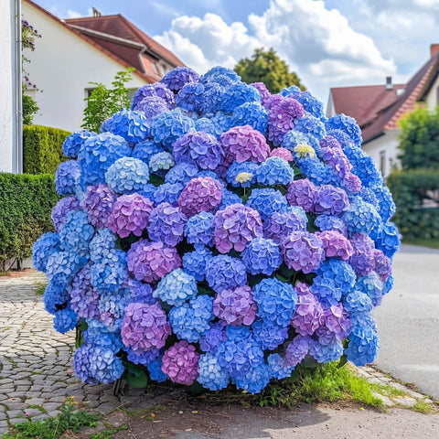 EquSym 300+ hydrangea seeds bulk pack close-up ready for simple sowing.