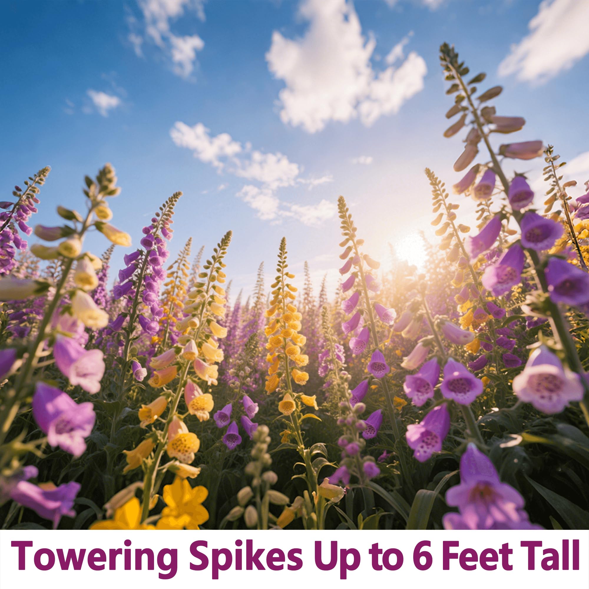 EquSym bulk foxglove enhances backyard landscaping with vertical interest and seasonal color.