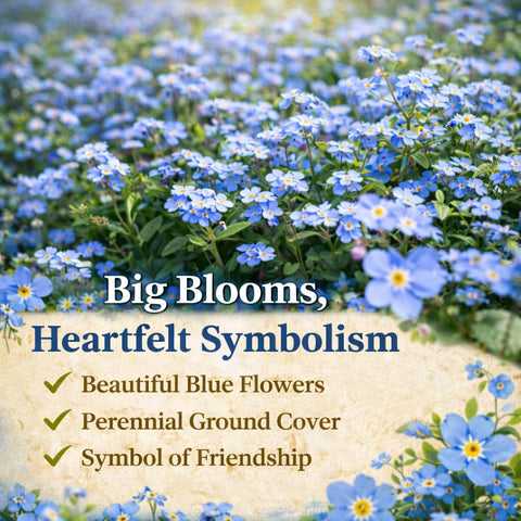 EquSym blue Forget-Me-Not blooms ready to brighten borders and containers.
