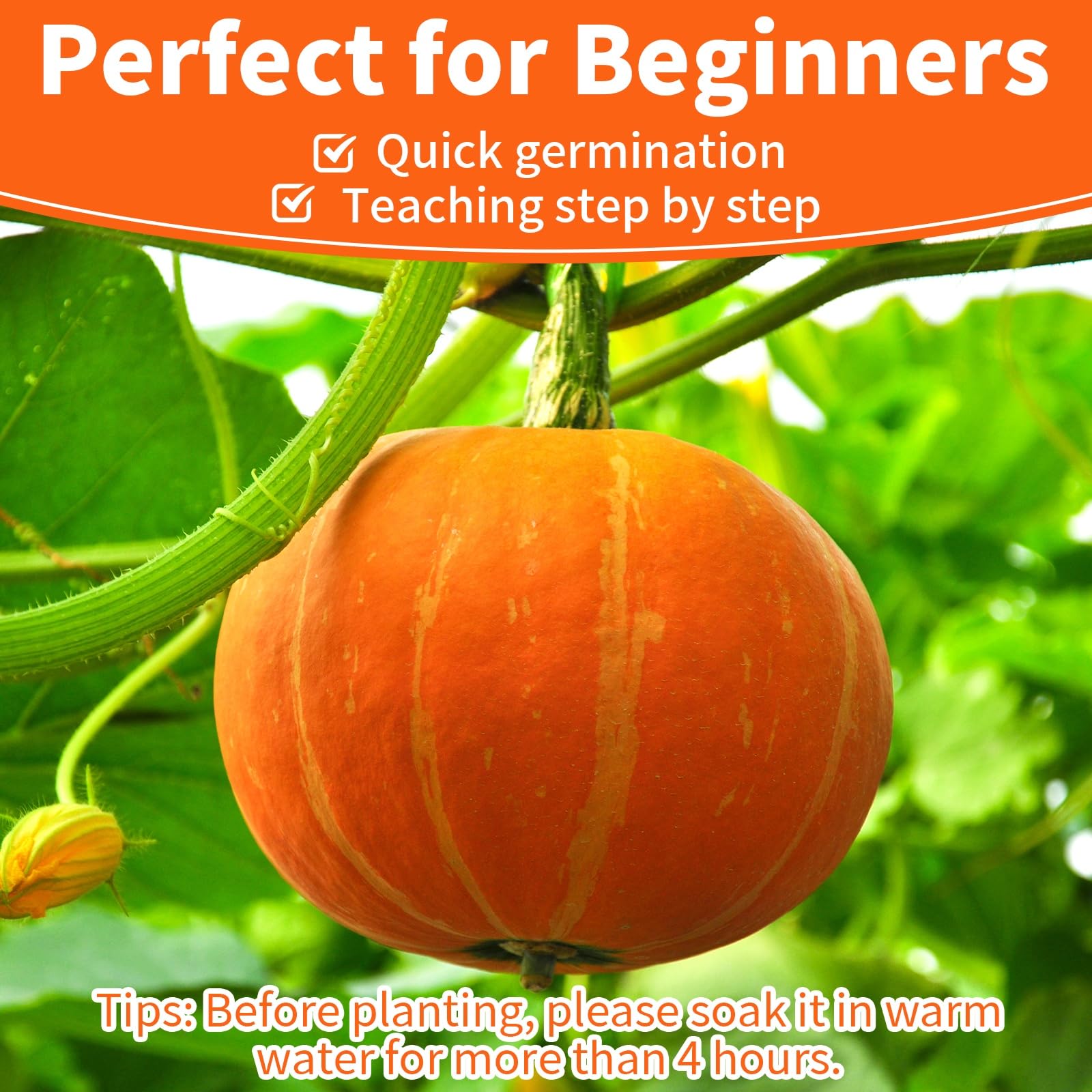 EquSym carving-ready pumpkins from the seed mix for Halloween ideas.
