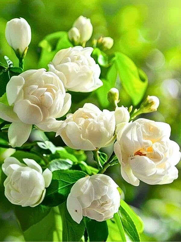 EquSym climbing jasmine seeds pack ready to plant for a balcony garden