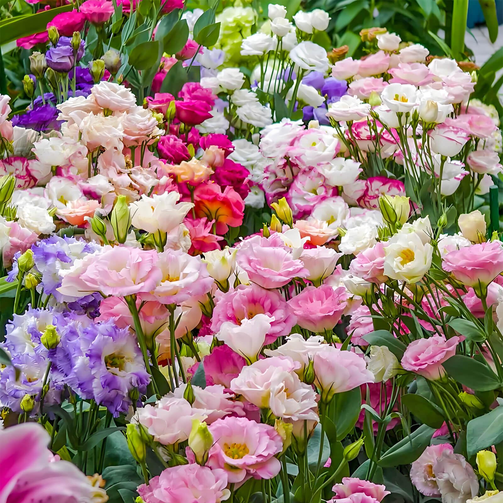 EquSym lisianthus in container garden setup, beginner-friendly.