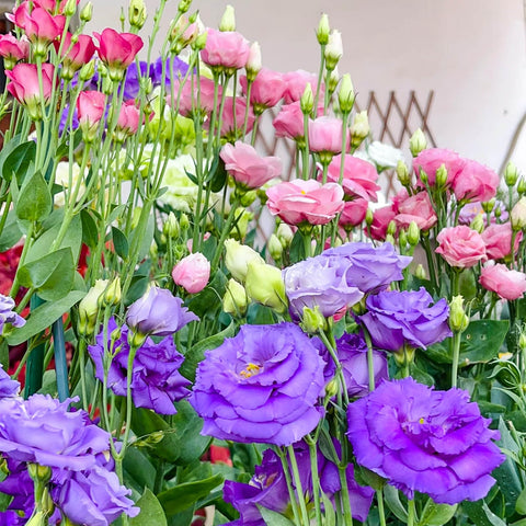 EquSym pollinator-friendly seeds attract bees and butterflies to your yard.