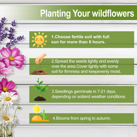 EquSym easy-grow wildflowers suited for beginners and quick milestone blooms.