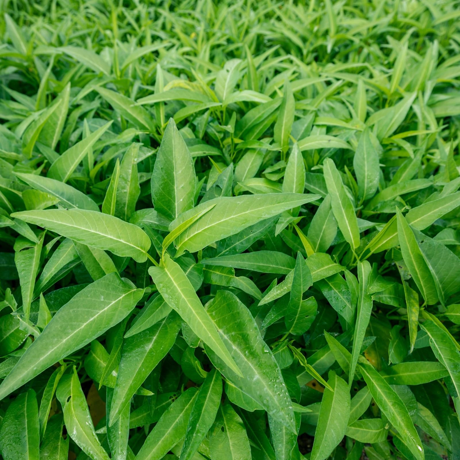 Fresh Kong Xin Cai harvest ready for stir-fry from EquSym seeds.