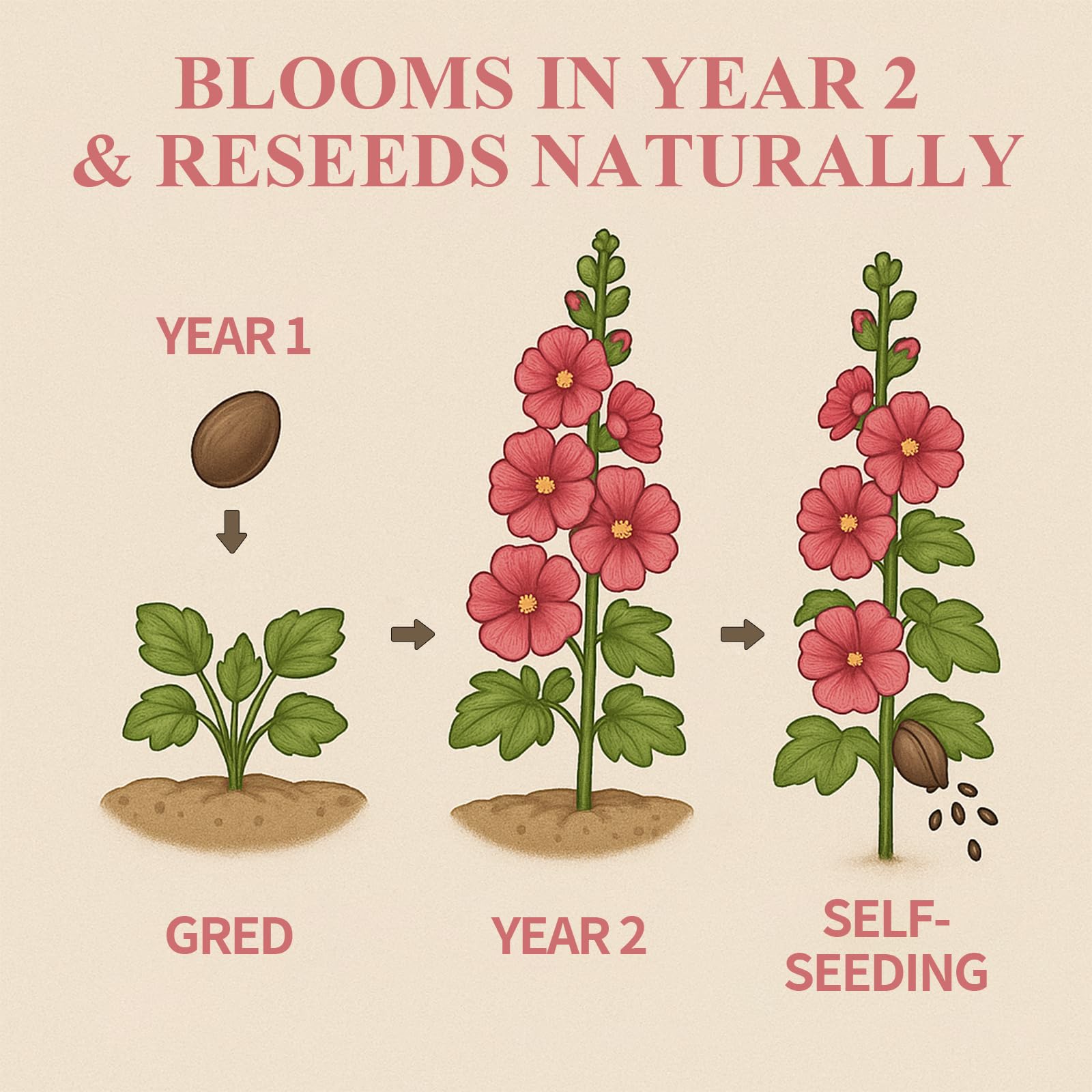 EquSym hollyhock seeds self-seeding for ongoing color