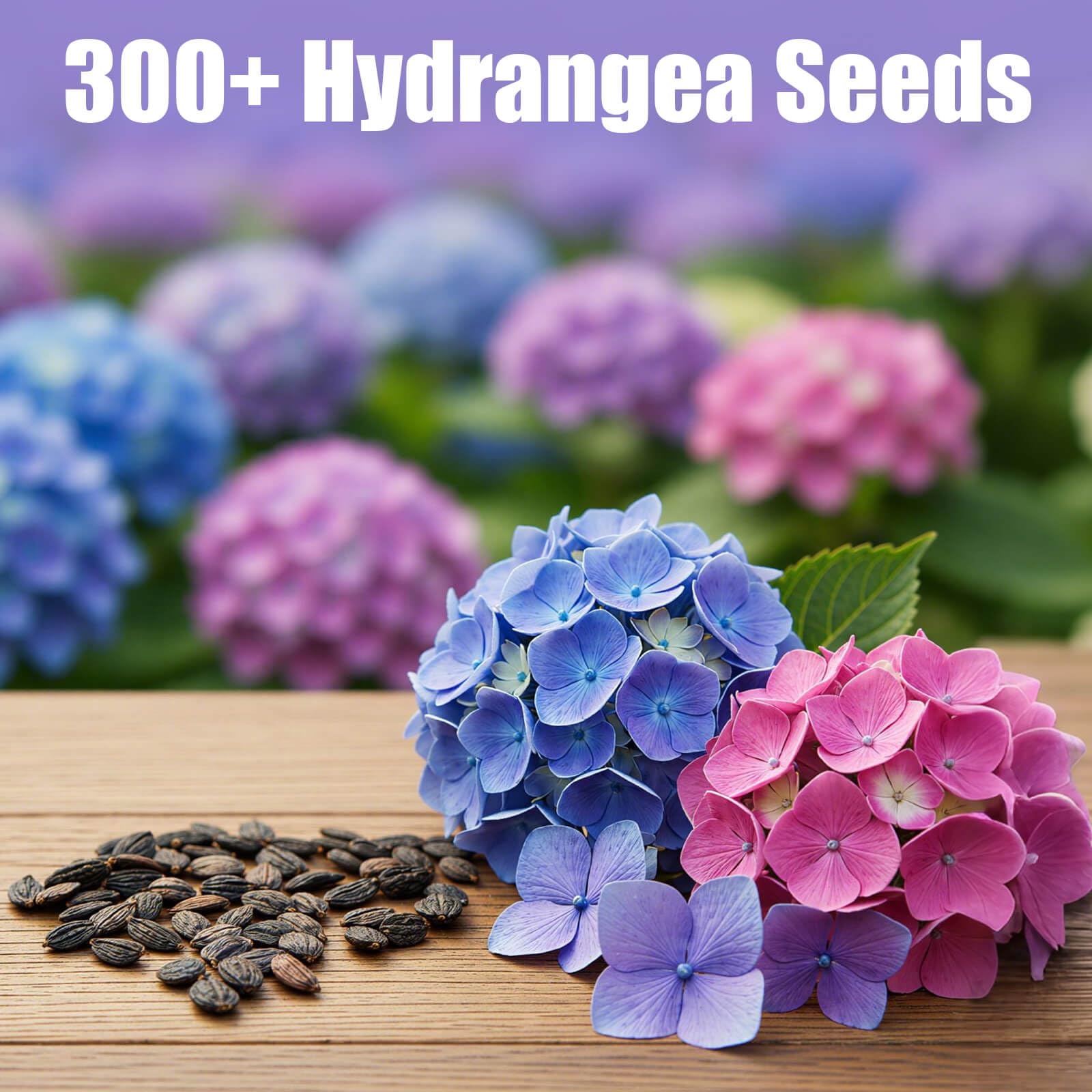 EquSym hydrangeas planted along a garden border for vibrant color.
