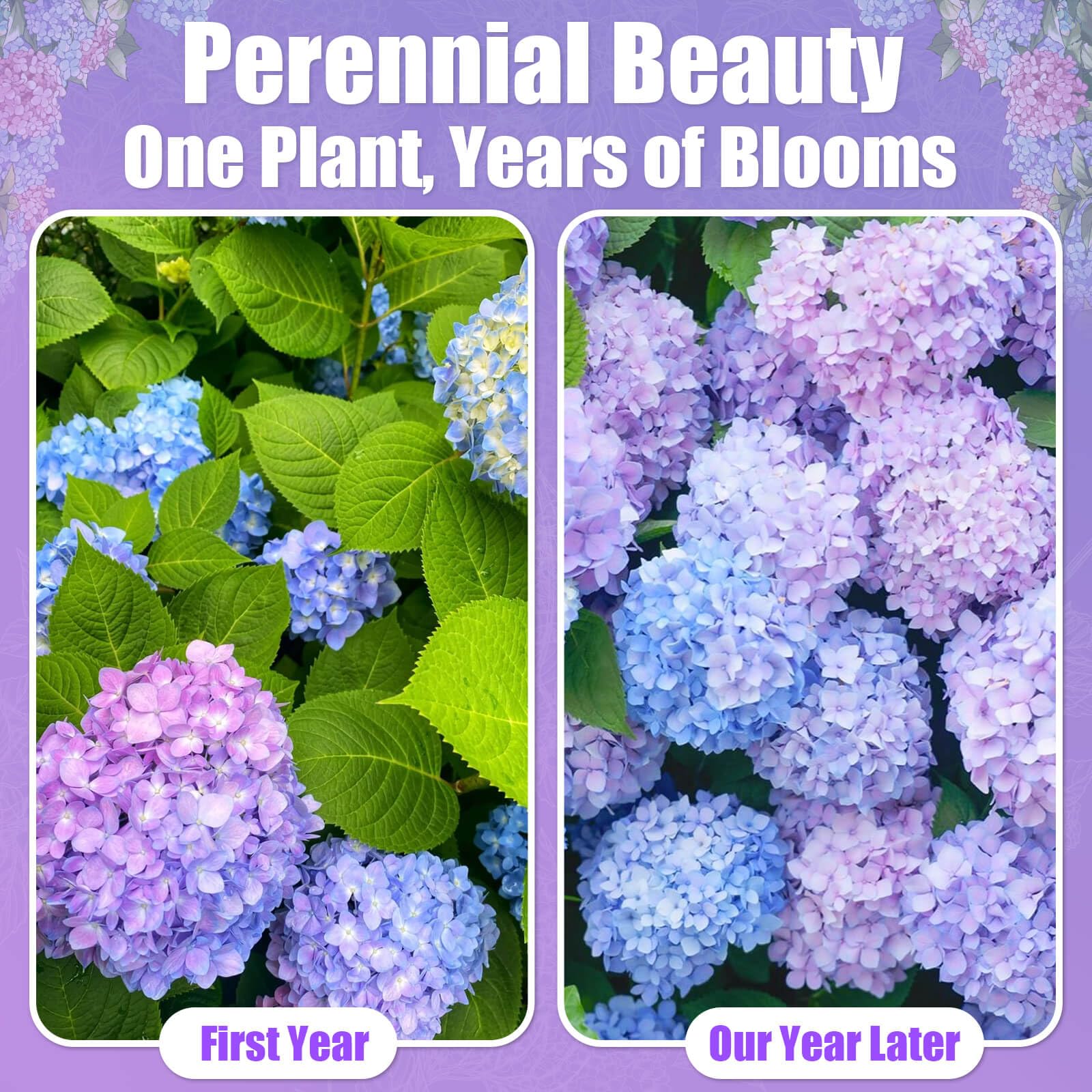 EquSym hydrangea container garden ideal for patios and balconies.