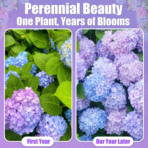 EquSym hydrangea container garden ideal for patios and balconies.