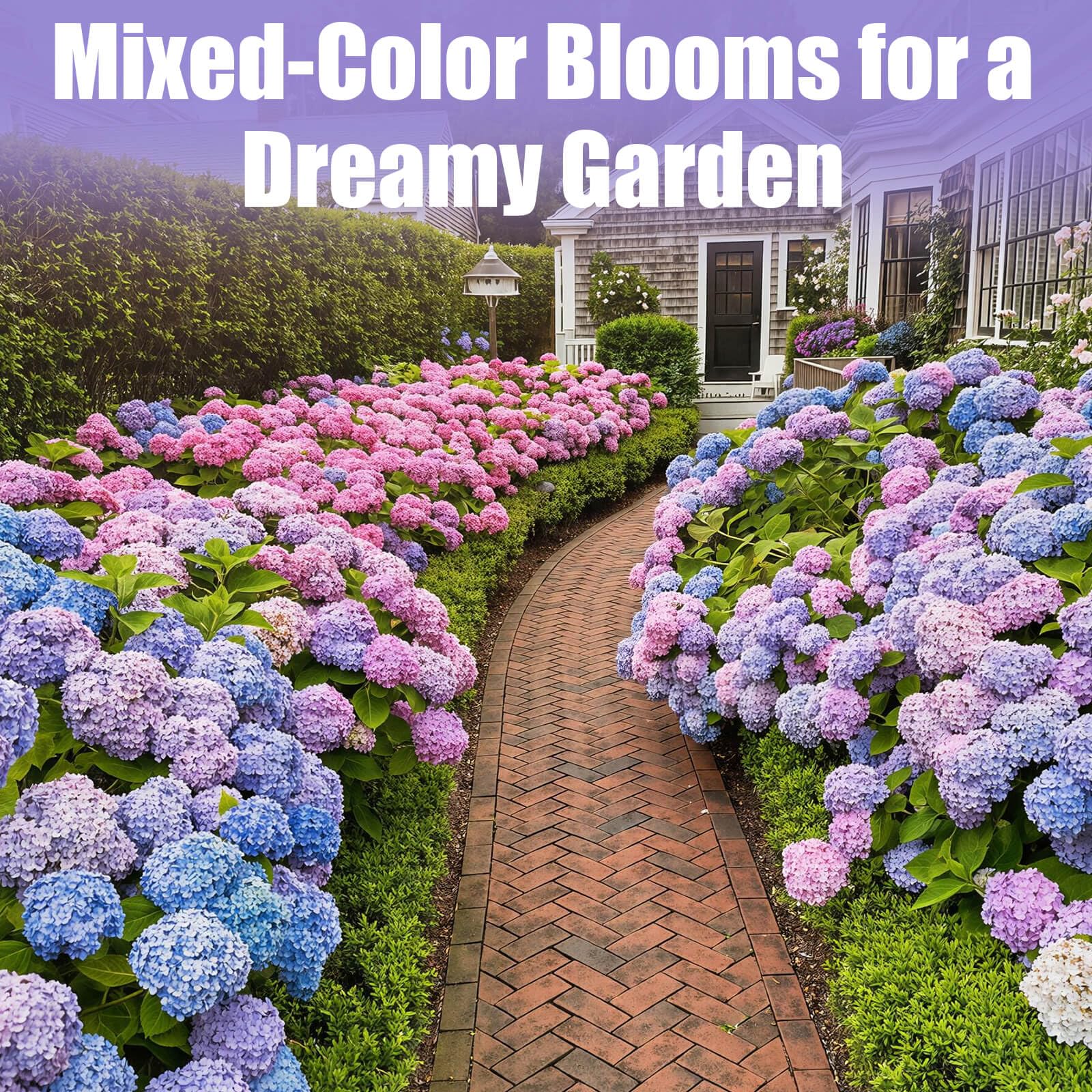 EquSym pruning and care for healthy hydrangea perennials.