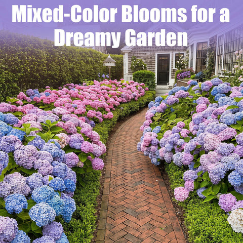 EquSym pruning and care for healthy hydrangea perennials.