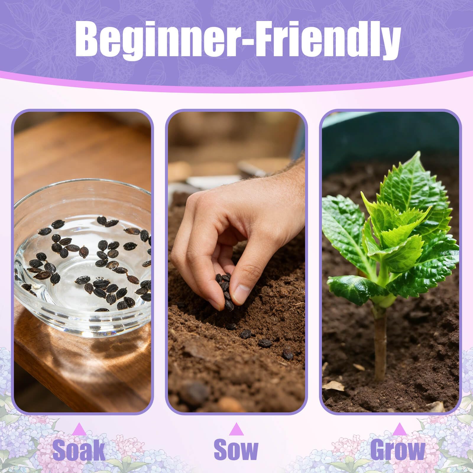 EquSym hydrangea seedlings moved to beds to grow into shrubs.