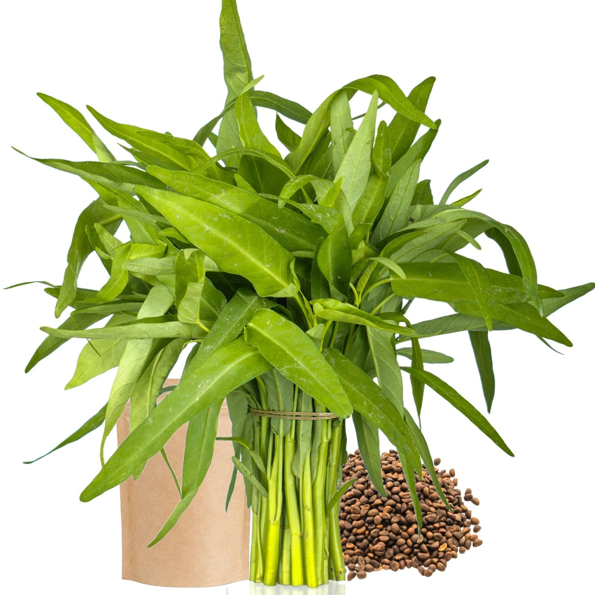 EquSym Kong Xin Cai seeds bulk pack ready for easy indoor or outdoor sowing.