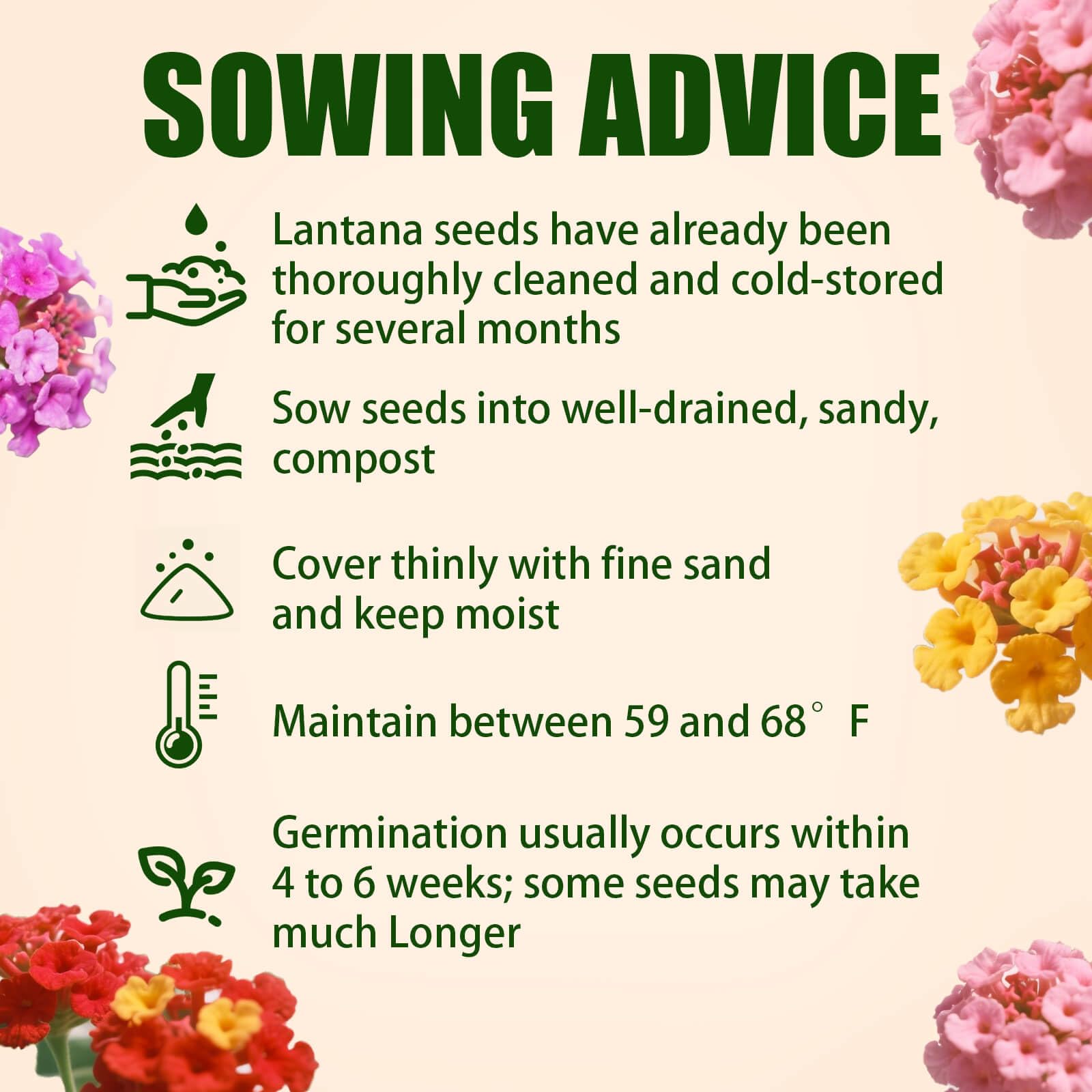 EquSym lantana seeds thrive in heat and drought for low-water landscapes.