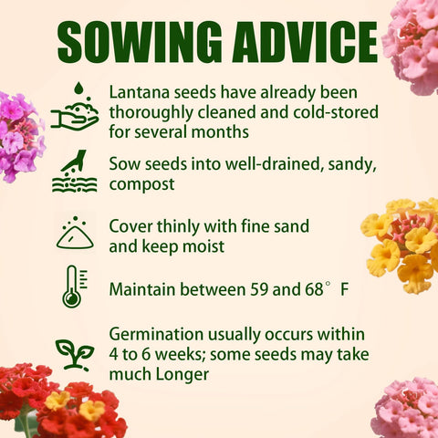 EquSym lantana seeds thrive in heat and drought for low-water landscapes.