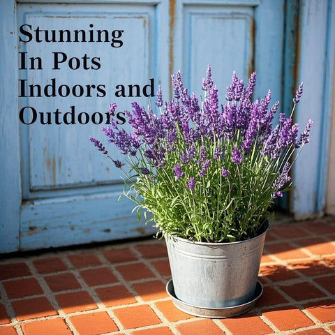 EquSym lavender-blooms-drying-bouquet: drought-tolerant blooms for sachets and bouquets.