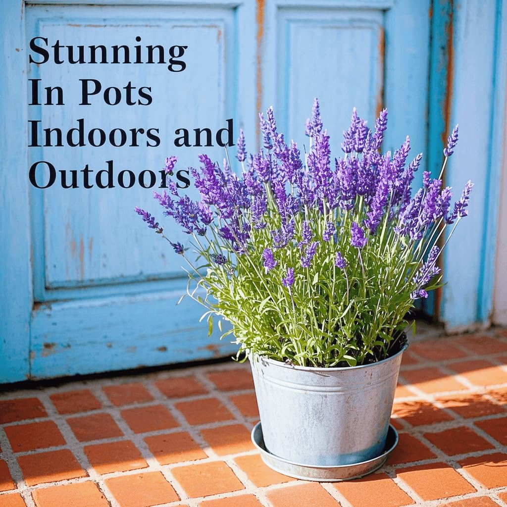 EquSym lavender seeds planted along a garden border
