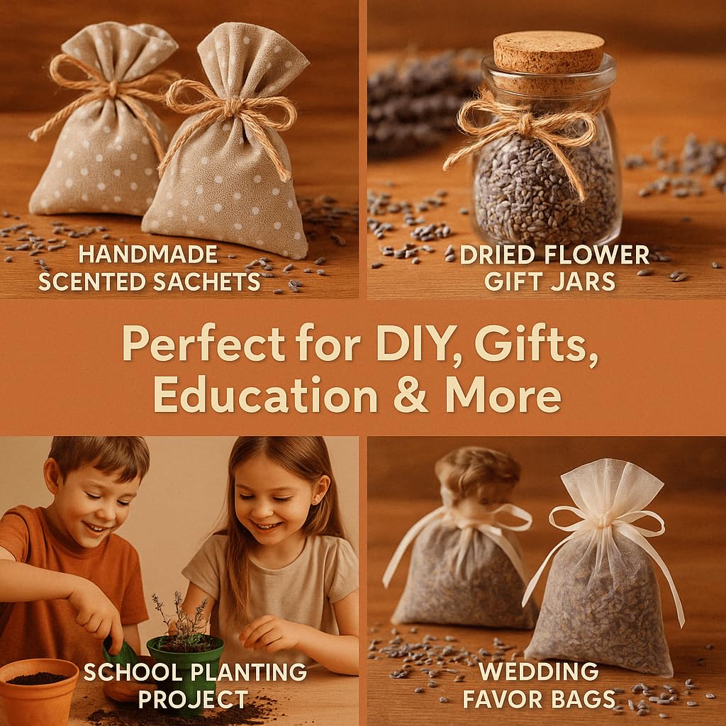 EquSym lavender seeds sowing guide for beginners