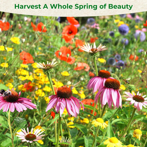 EquSym meadow-color wildflowers seeds create natural color swaths in any yard.