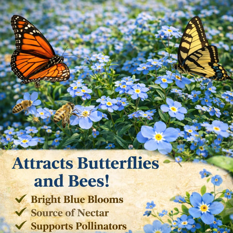 EquSym pollinator-friendly blue blooms attract bees and butterflies.