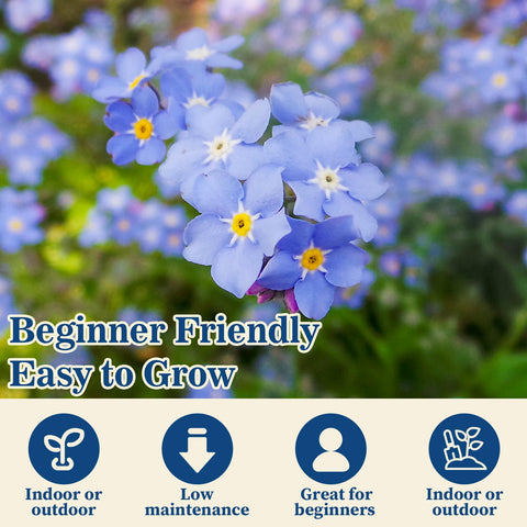 EquSym Myosotis perennial seeds for easy, beginner-friendly garden growth.