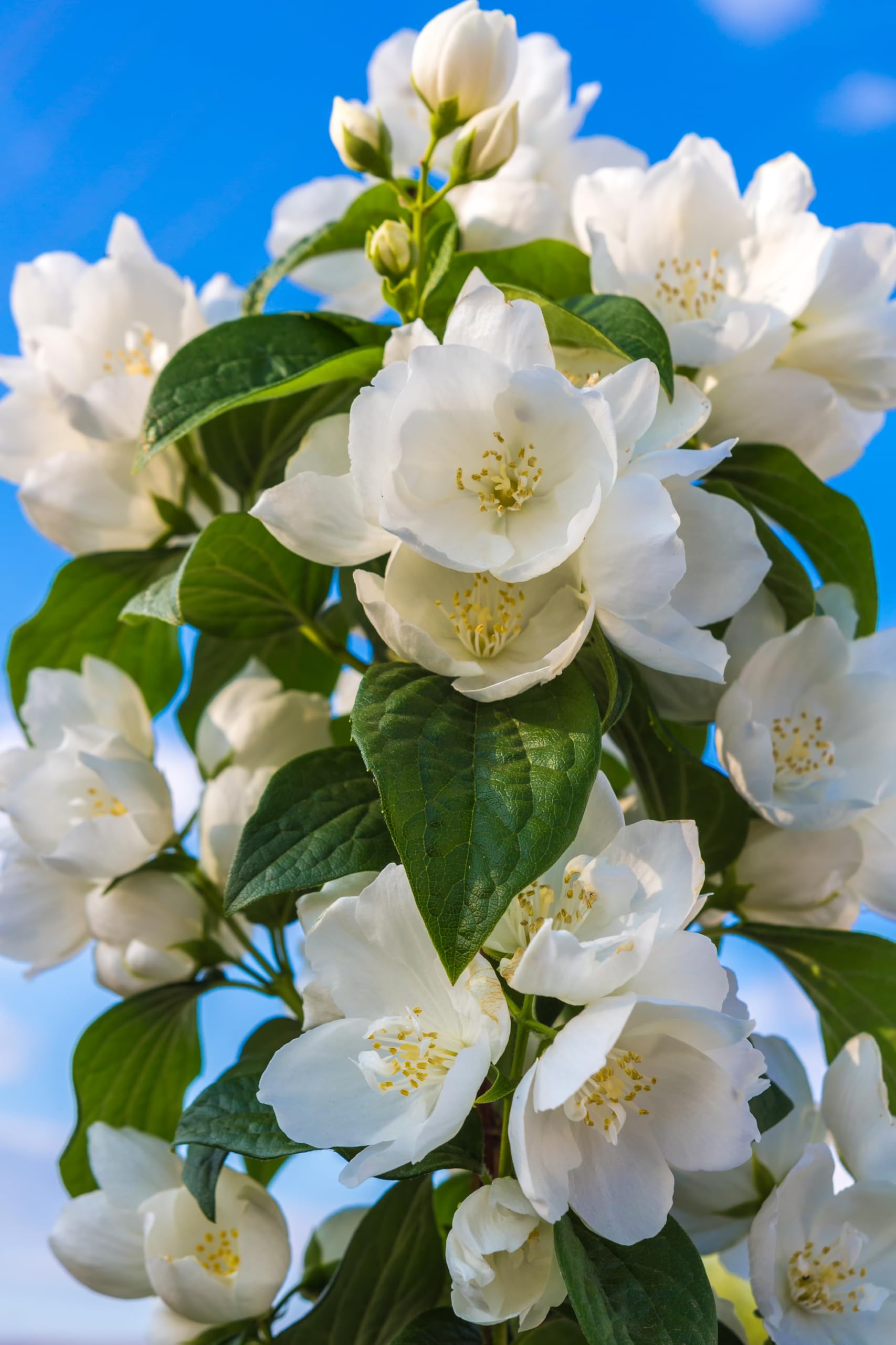 EquSym Non-GMO jasmine seeds offering reliable germination for home gardens