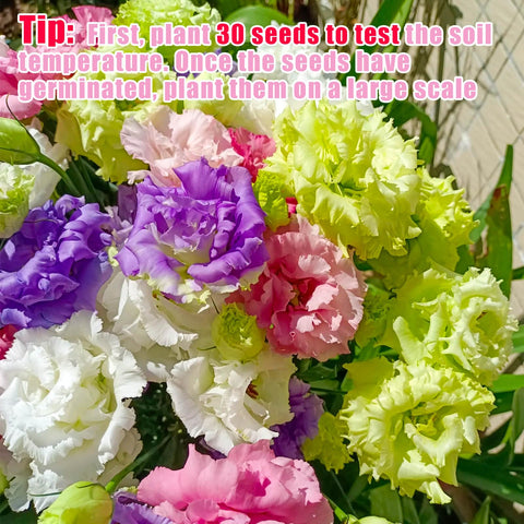 EquSym perennial eustoma grandiflorum seeds promise long-blooming garden color.