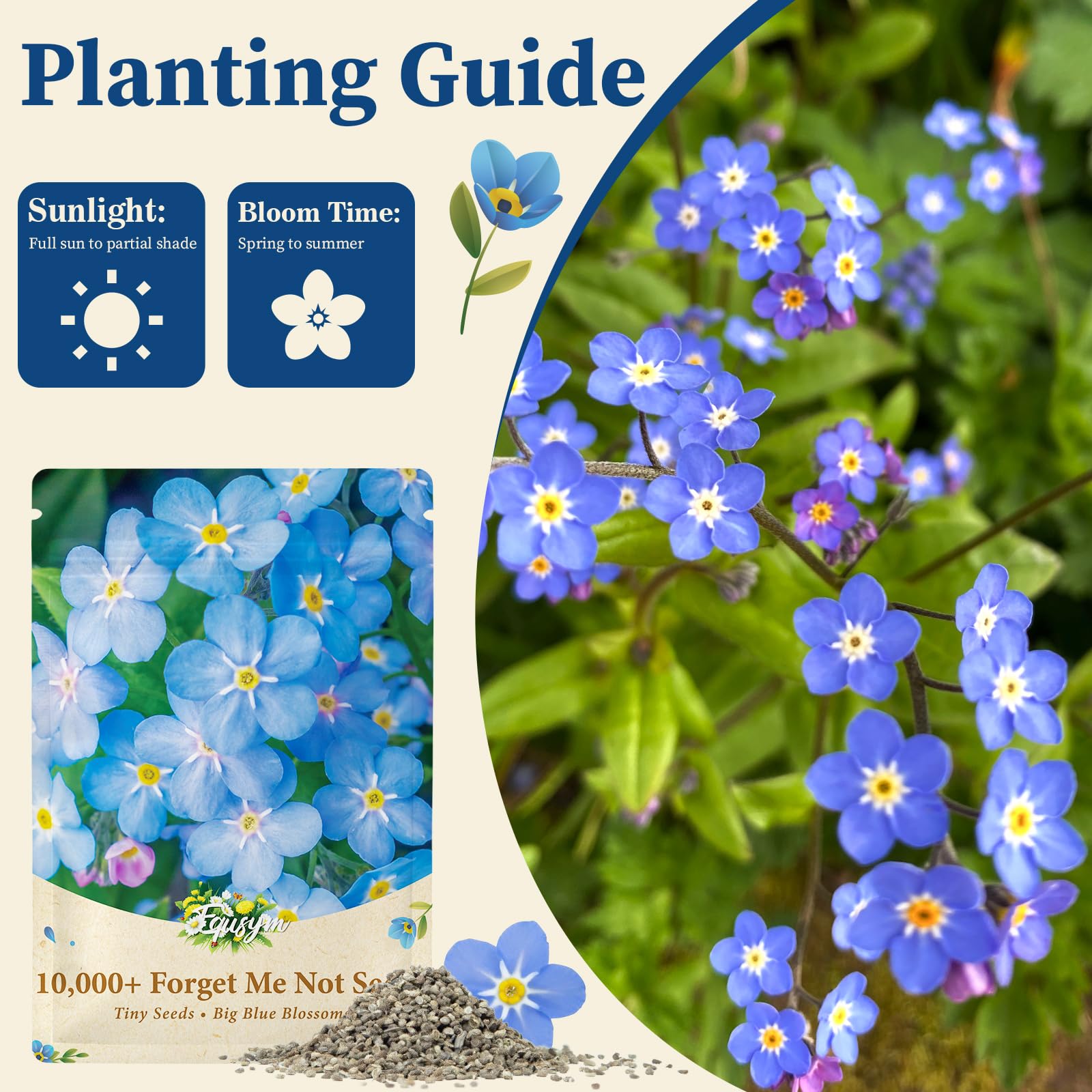 EquSym forget-me-not seeds ideal for pots, borders, cottage gardens.
