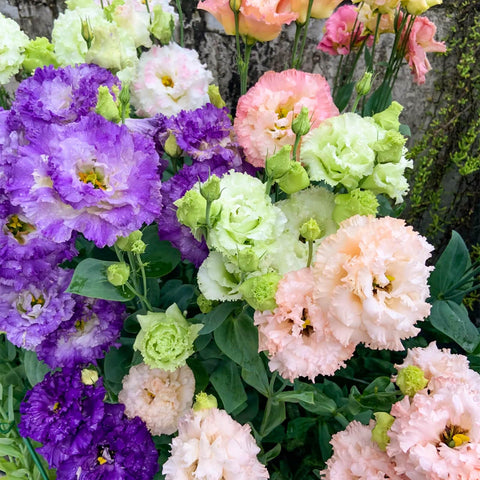 EquSym non-GMO lisianthus seeds support sustainable home gardening.