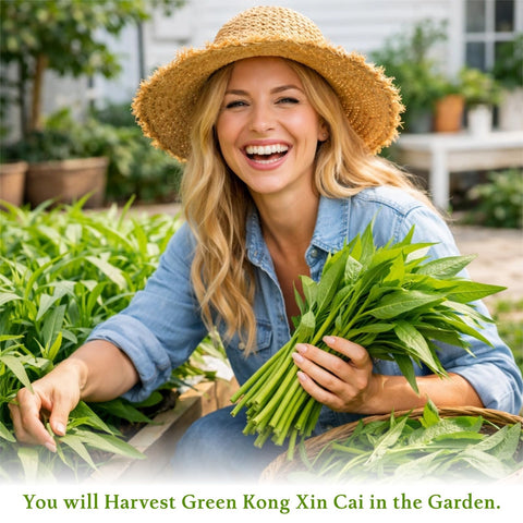 Raised bed setup growing EquSym Kong Xin Cai for ongoing leafy harvest.