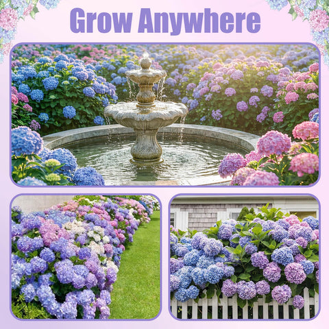 EquSym soil tweaks help influence hydrangea bloom color in shade.