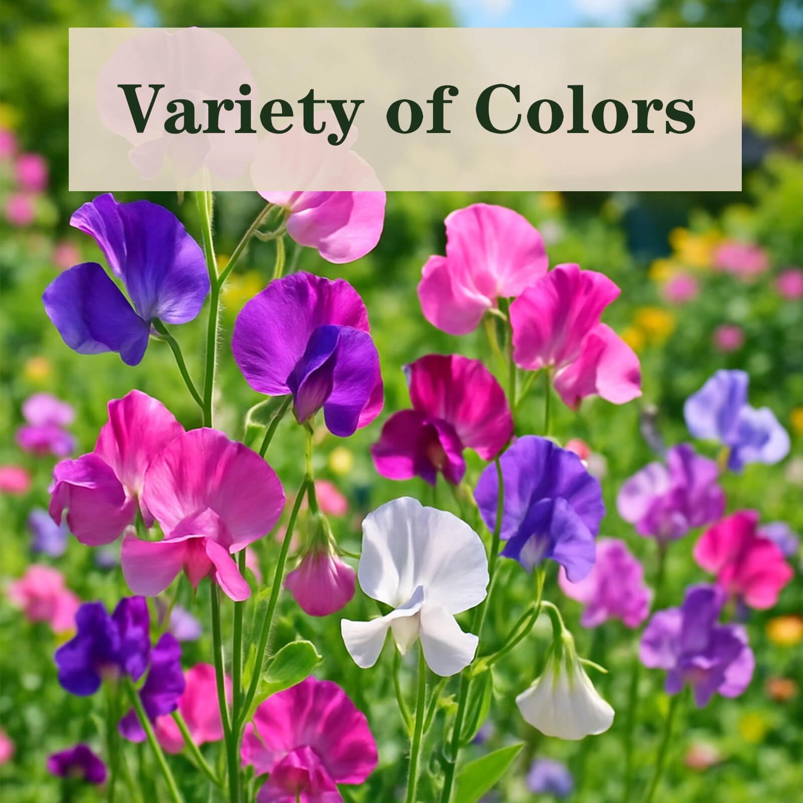 EquSym Sweet Pea Seeds easy to grow for beginner gardeners