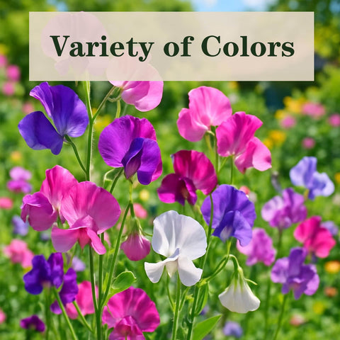 EquSym Sweet Pea Seeds easy to grow for beginner gardeners