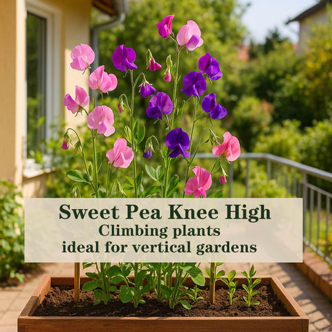 EquSym Sweet Pea Seeds ideal for garden beds and patio
