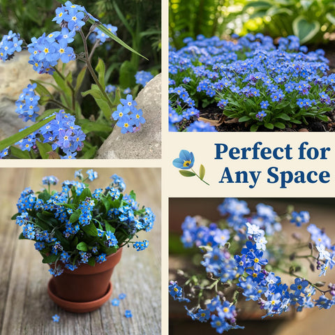 EquSym blue wildflowers brighten indoor planters and outdoor beds.